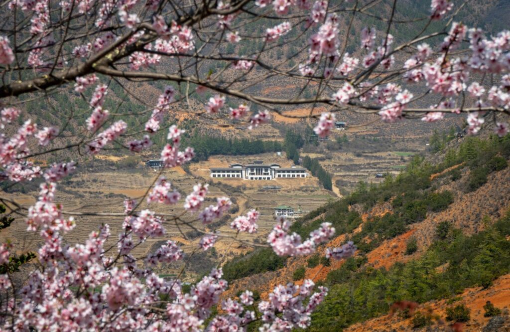 Khu nghỉ Bhutan Spirit Sanctuary nhìn qua cành hoa đào, giữa ruộng bậc thang thung lũng Paro